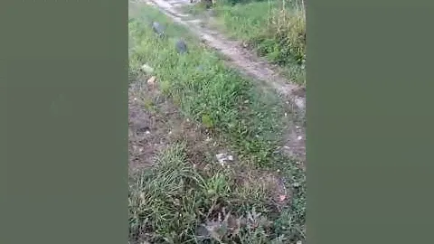 Светозар и его друг.