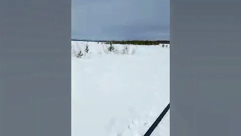 СВЕТОЗАР ДРУГ СЕВЕРНЫХ ВЕТРОВ И ВРАГ ПЛЕШИВОЙ КРЫСЫ.