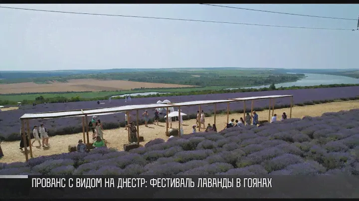 Прованс с видом на Днестр: фестиваль лаванды в Гоянах
